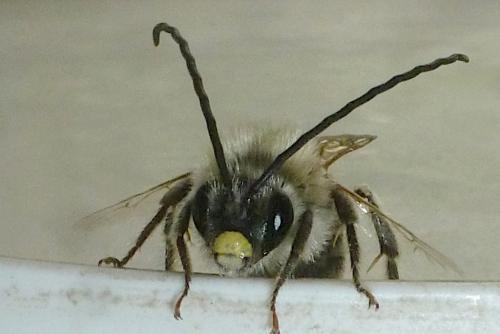 Eucera sp.