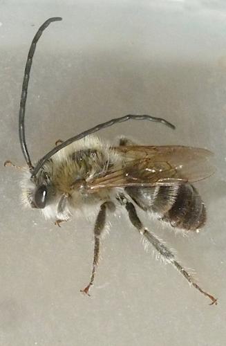 Eucera sp.