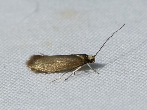 Roeslerstammia sp.