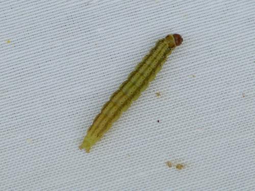 Agonopterix sp.