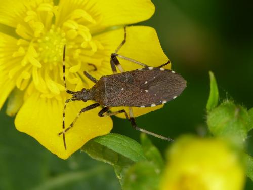 Dicranocephalus agilis