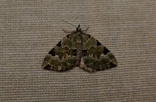 Colostygia pectinataria