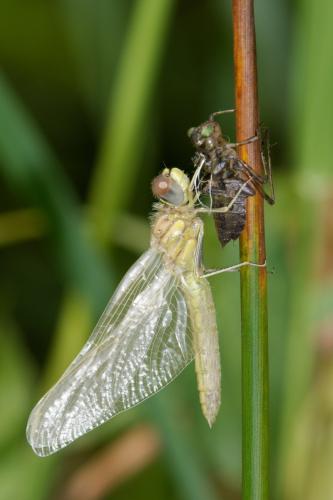 Sympetrum fonscolombii