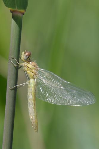 Sympetrum fonscolombii