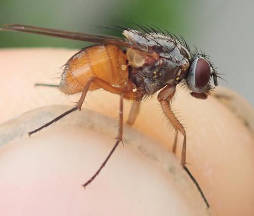 Phaonia subventa