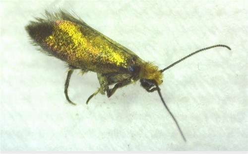 Réf. 256 766 : Micropterix calthella