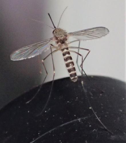 Réf. 256 599 : Culex hortensis