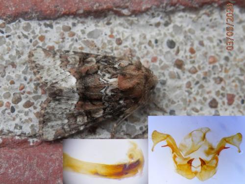 Oligia strigilis