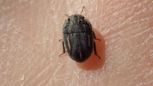 Réf. 256 097 : Odontoscelis lineola