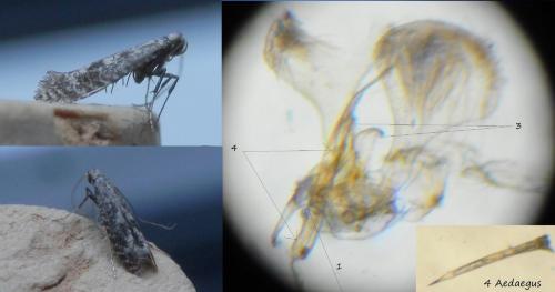 Parornix betulae
