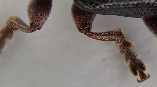 Plateumaris consimilis