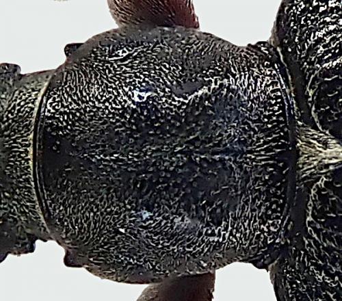 Plateumaris consimilis