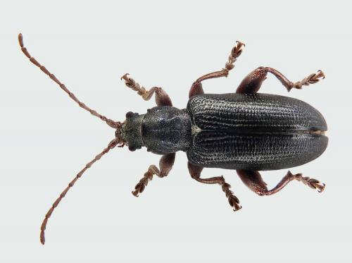 Plateumaris consimilis