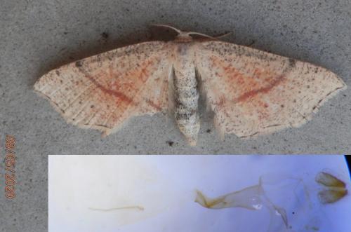 Réf. 256 735 : Cyclophora punctaria