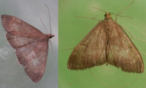 Réf. 256 509 : Anania terrealis