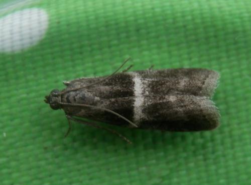 Elegia atrifasciella