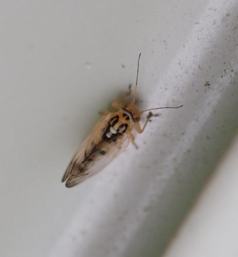Réf. 256 762 : Psyllopsis sp.
