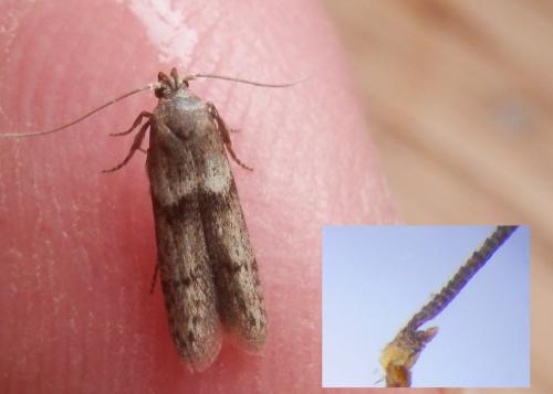 Blastobasis phycidella