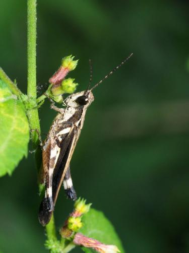 Réf. 256 260 : Chirista compta