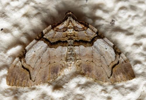 Réf. 256 570 : Anticlea derivata