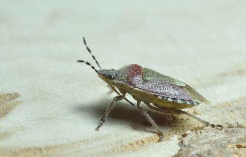 Dolycoris baccarum