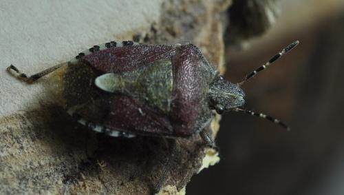 Dolycoris baccarum