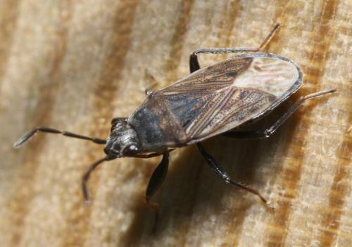 Réf. 256 662 : Peritrechus sp.