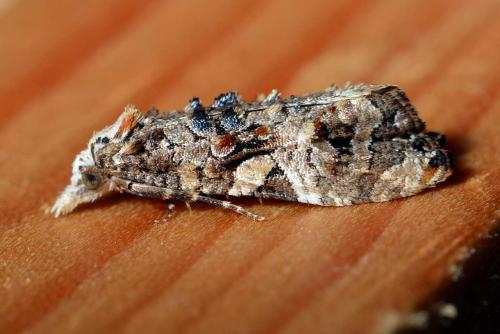 Phtheochroa rugosana