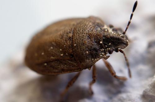 Réf. 256 292 : Podops inunctus