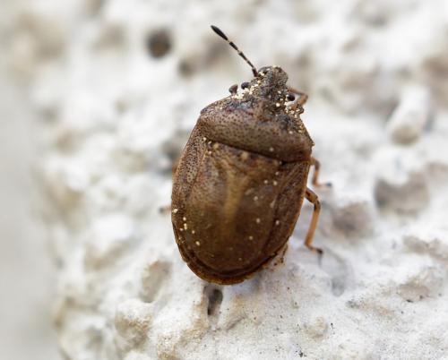 Réf. 256 293 : Podops inunctus