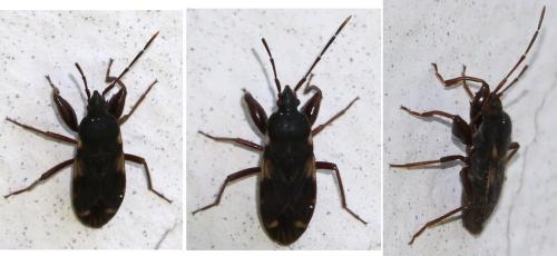 Eremocoris podagricus