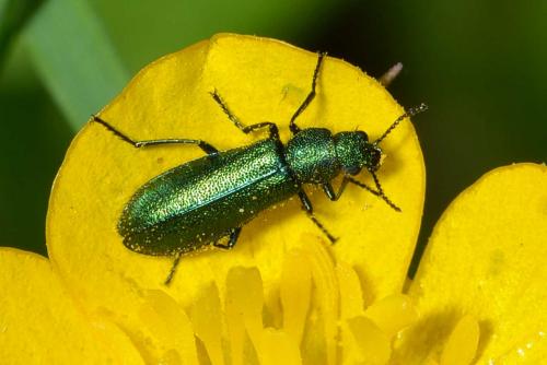 Réf. 256 691 : Psilothrix viridicoerulea