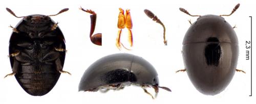 Phalacrus sp.