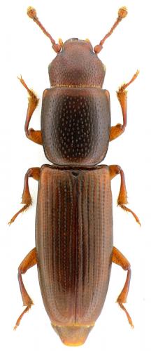 Rhizophagus parallelocollis