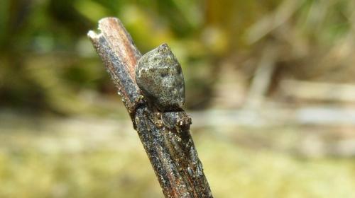 Tmarus sp.