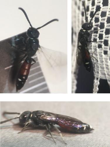 Réf. 256 746 : Sapyga quinquepunctata