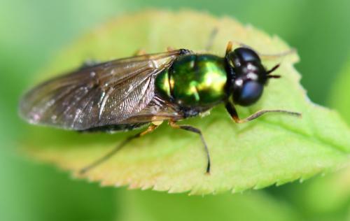 Réf. 256 096 : Chloromyia formosa