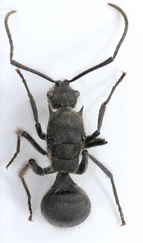Polyrhachis sp.