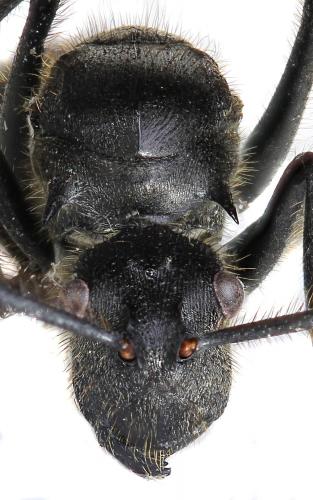 Réf. 256 395 : Polyrhachis sp.