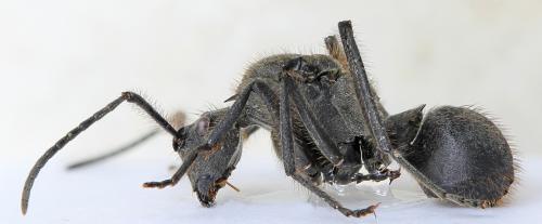 Réf. 256 394 : Polyrhachis sp.