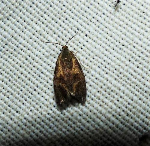 Réf. 256 948 : Ptycholoma lecheana