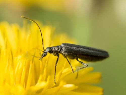 Réf. 256 046 : Oedemera sp.