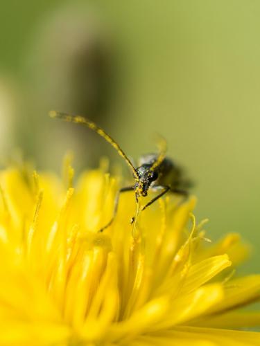 Réf. 256 049 : Oedemera sp.