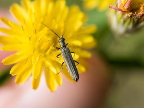 Réf. 256 047 : Oedemera sp.