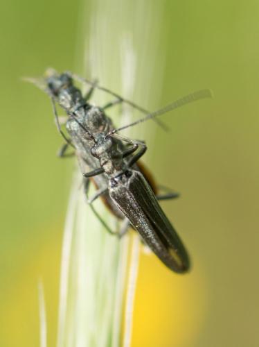 Réf. 256 052 : Oedemera sp.