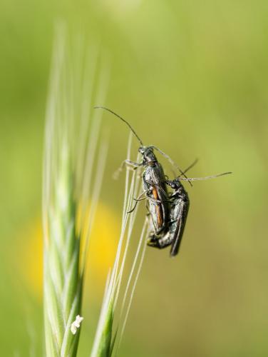 Réf. 256 051 : Oedemera sp.