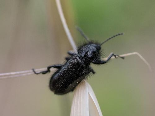 Enicopus sp.