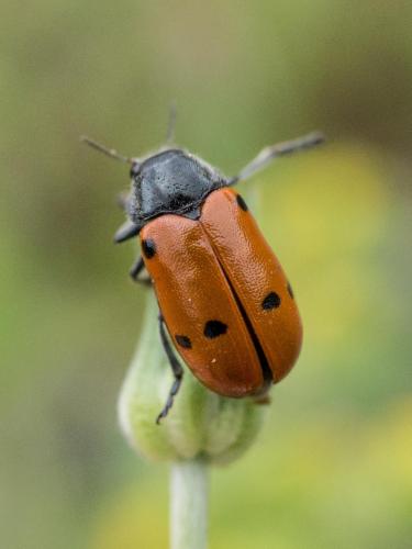 Réf. 256 500 : Lachnaia sp.