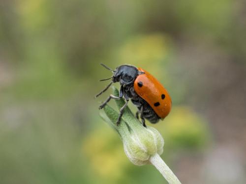 Réf. 256 499 : Lachnaia sp.