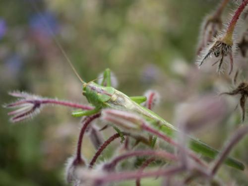 Réf. 256 492 : Tettigonia viridissima
